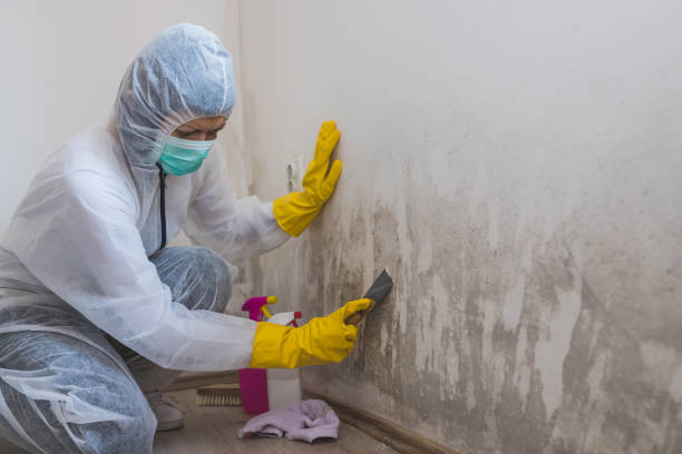 Best Office Mold Removal Services  in Anchor Point, AK