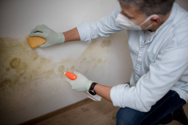 Best Affordable Mold Removal  in Anchor Point, AK