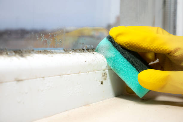 Professional Mold Removal in Anchor Point, AK
