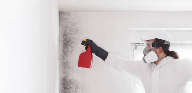 Anchor Point, AK Mold Removal Company