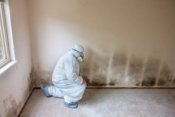 Best Best Mold Removal Companies  in Anchor Point, AK