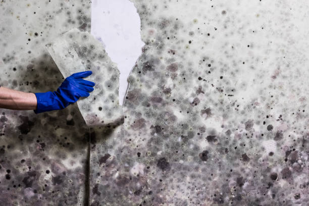 Mold Removal and Inspection in Anchor Point, AK